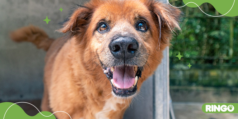 ¿Cómo educar un perro adulto que acabas de adoptar?